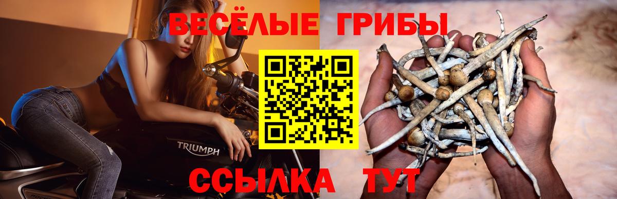 Псилоцибиновые грибы мицелий  Псилоцибиновые грибы Psilocybine cubensis  Вход с VPN  что такое наркотик  Калининград 